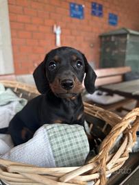 Cuccioli di bassotto nano