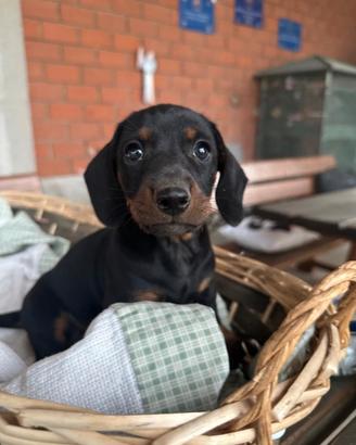 Cuccioli di bassotto nano