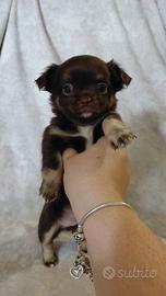 chihuahua maschietto 