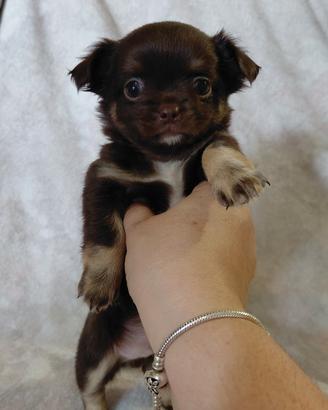 chihuahua maschietto 