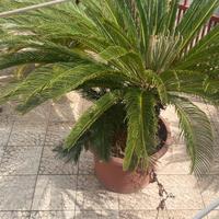 Piante Cycas