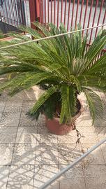 Piante Cycas