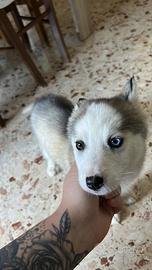 Husky