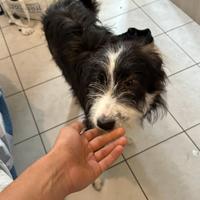 Cucciolo misto border collie maschio