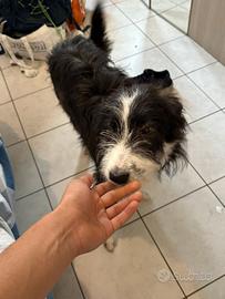 Cucciolo misto border collie maschio