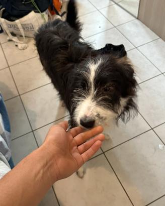 Cucciolo misto border collie maschio