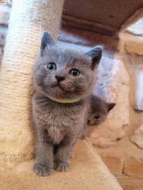 Gatti razza certosino