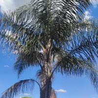 palme Cocos plumosa