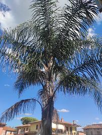palme Cocos plumosa