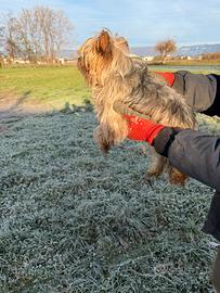 Yorkshire Femmina Adulta