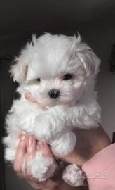 Maltipoo nani maschietto e femminuccia