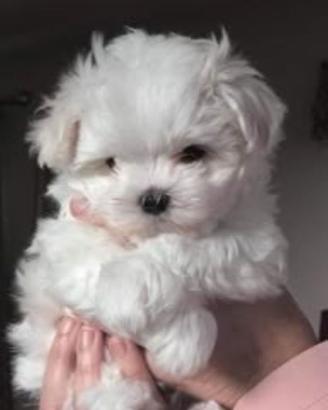 Maltipoo nani maschietto e femminuccia
