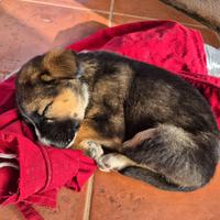 Cucciolo maschio di circa due mesi