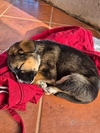 Cucciolo maschio di circa due mesi