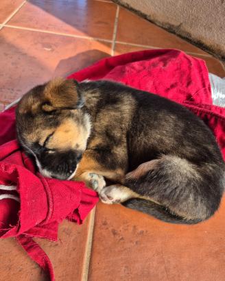 Cucciolo maschio di circa due mesi