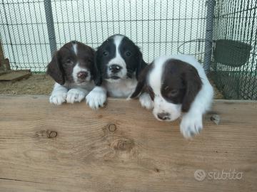 3 cuccioli maschi di Springer spaniel inglese