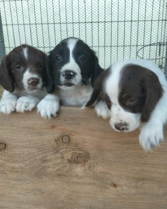 3 cuccioli maschi di Springer spaniel inglese