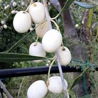 OLIVO LEUCOCARPA OLIVA BIANCA