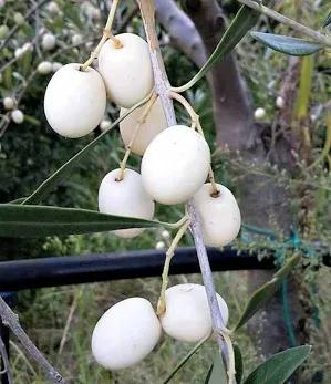 OLIVO LEUCOCARPA OLIVA BIANCA
