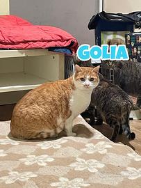 GOLIA gatto biancorosso di 7 anni