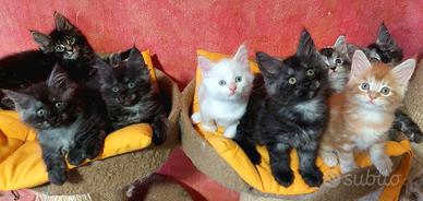 Maine coon cucciole disppnibili vari colori