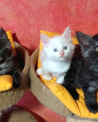 Maine coon cucciole disppnibili vari colori