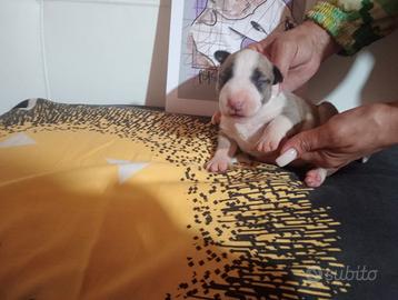 Bull terrier miniatura