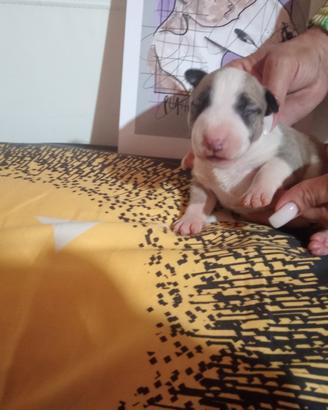 Bull terrier miniatura