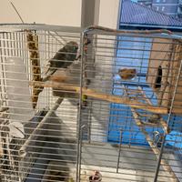 Copia di pappagalli kakariki