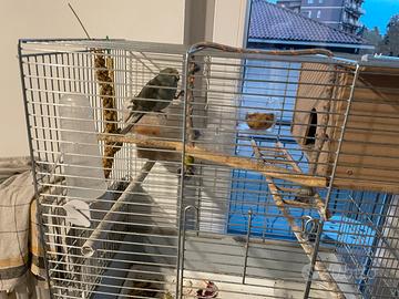 Copia di pappagalli kakariki