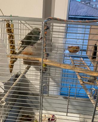 Copia di pappagalli kakariki