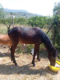Puledro