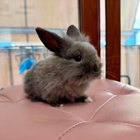 Coniglio testa di leone