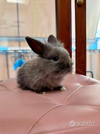 Coniglio testa di leone