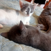 Diamo in affidamento i gattini