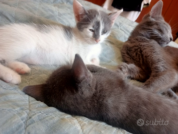 Diamo in affidamento i gattini
