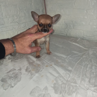 Chihuahua mini toy boy