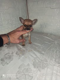 Chihuahua mini toy boy