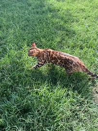 Cuccioli gatti del bengala