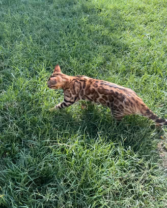 Cuccioli gatti del bengala