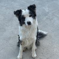 Border collie per accoppiamento