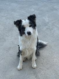 Border collie per accoppiamento