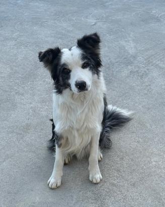 Border collie per accoppiamento