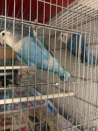 Inseparabili