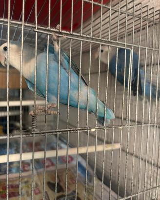 Inseparabili