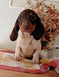 Splendida bassottina piebald