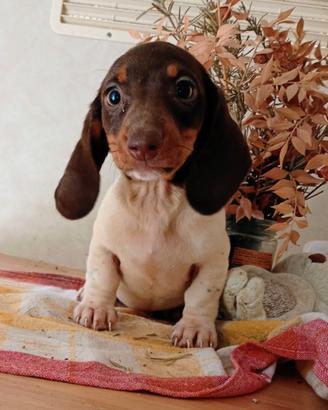 Splendida bassottina piebald