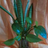 Piante in idrocultura 