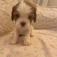 Cavalier King Blenheim