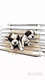 Disponibile, Cuccioli di San Bernardo
